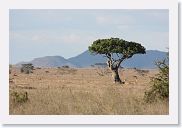 13SerengetiPMGameDrive - 03 * We had time for an afternoon game drive into the tall grassland area.